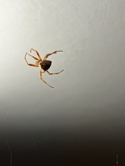 Acroaspis tuberculifera