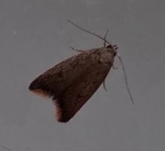 Tachystola acroxantha