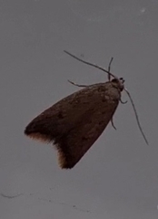 Tachystola acroxantha