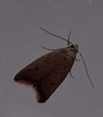 Tachystola acroxantha