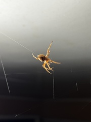 Acroaspis tuberculifera