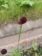 Sanguisorba officinalis