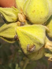 Rhopalapion longirostre