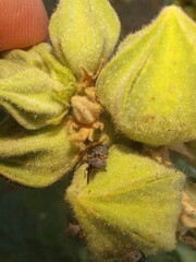 Rhopalapion longirostre