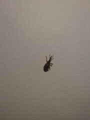 Rhopalapion longirostre