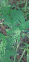 Geranium pseudosibiricum