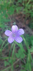 Geranium pseudosibiricum