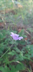 Geranium pseudosibiricum