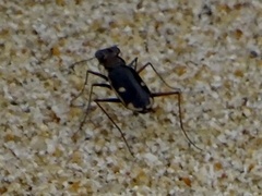 Hypaetha biramosa