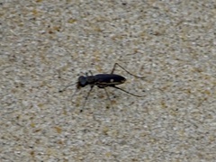 Hypaetha biramosa
