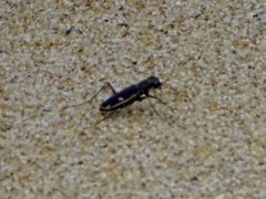 Hypaetha biramosa