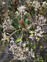 Argophyllum grunowii