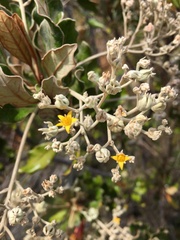 Argophyllum grunowii