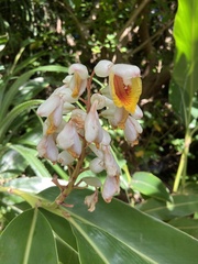 Alpinia koshunensis