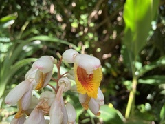 Alpinia koshunensis