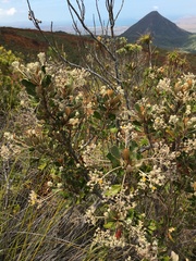 Argophyllum grunowii