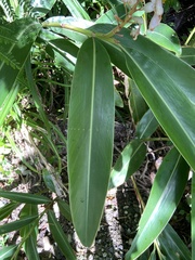 Alpinia koshunensis