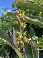 Alpinia koshunensis