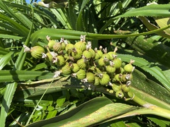 Alpinia koshunensis