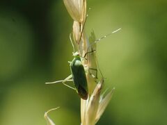 Calocoris