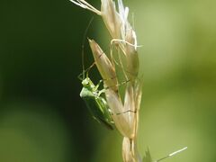 Calocoris