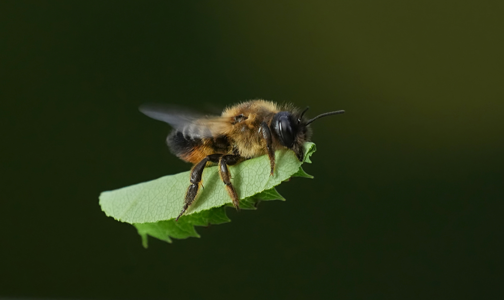 Leafcutter, Mortar, and Resin Bees from Cumbria, UK on 17 July, 2022 at ...