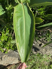 Alpinia koshunensis
