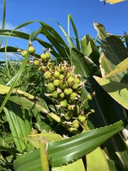 Alpinia koshunensis