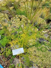 Ligusticum lucidum