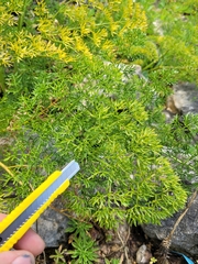 Ligusticum lucidum