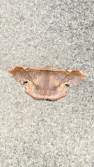 Fascellina
