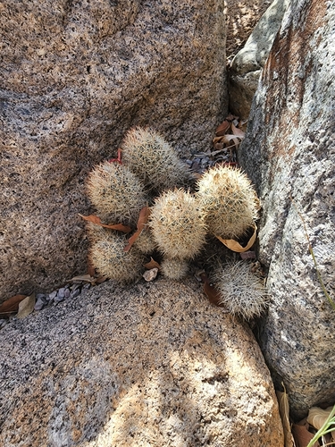Image of Escobaria organensis by (c) Trevor Harding, some rights reserved (CC BY)