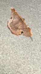 Fascellina