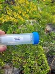 Ligusticum lucidum