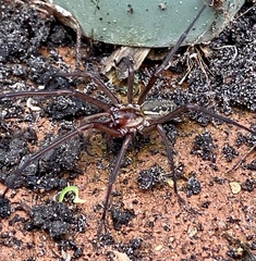 Corasoides occidentalis