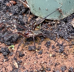 Corasoides occidentalis