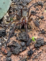 Corasoides occidentalis