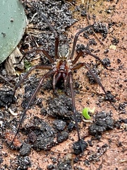 Corasoides occidentalis