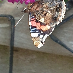 Vanessa atalanta