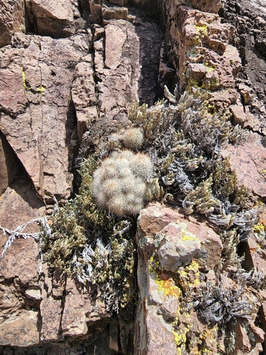 Image of Escobaria organensis by (c) Trevor Harding, some rights reserved (CC BY)