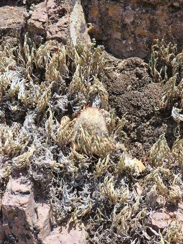 Image of Escobaria organensis by (c) Trevor Harding, some rights reserved (CC BY)