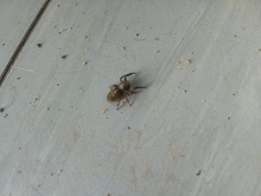 Dendryphantes hastatus