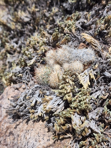 Image of Escobaria organensis by (c) Trevor Harding, some rights reserved (CC BY)