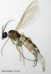 Corynoptera concinna