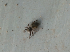 Dendryphantes hastatus