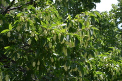 Ostrya carpinifolia