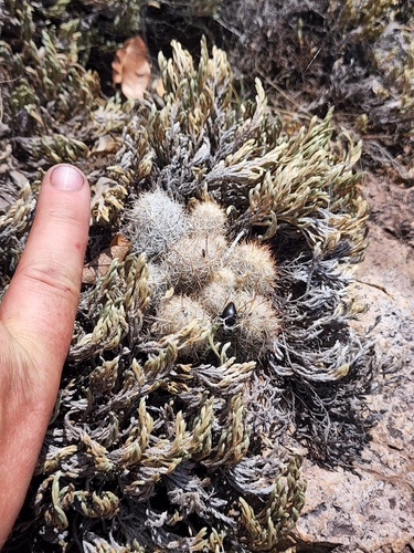 Image of Escobaria organensis by (c) Trevor Harding, some rights reserved (CC BY)