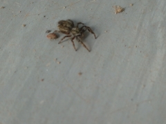 Dendryphantes hastatus