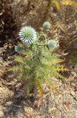 Echinops spinosissimus