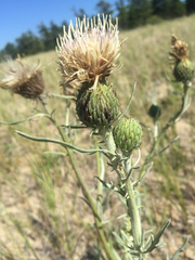 Cirsium pitcheri